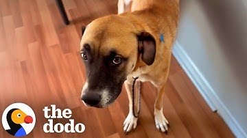 Shut Down Dog Blossoms Once She Reunites With Her Sister | The Dodo