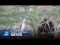 Taking B.C. government to court over Bigfoot | APTN News