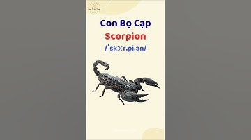 Con Bọ Cạp - Học từ vựng và phát âm tiếng Anh #thaytuvuitinh