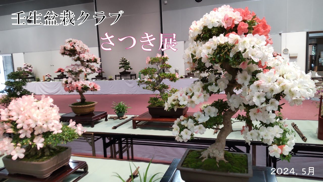 皐月盆栽　壬生娘町　SATUKIBONSAI 壬生盆栽クラブ さつき展 2024 - YouTube