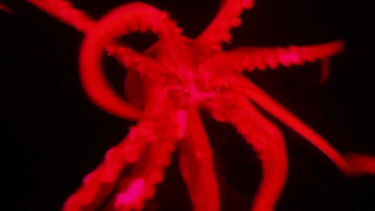 deep blue sea 3 Ocean Soul: Night Swimming with Sea Monsters