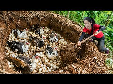 Harvest Wild Ducks, Newly Hatched Duckling & Goes to market sell | Find Pineapple in the Mountain