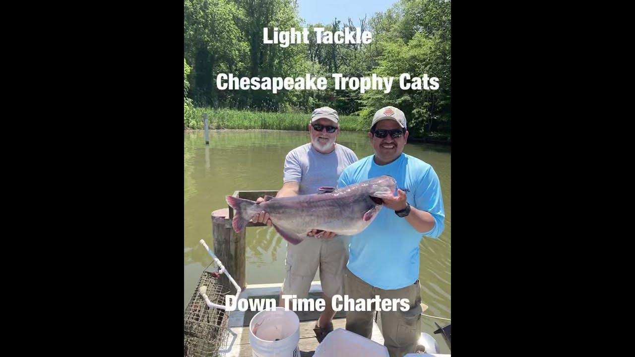 Chesapeake Bay Fishing Trophy catfish on the Chesapeake. 