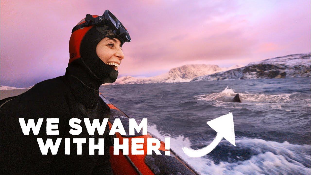 Swimming with Whales & Dog Sledding in the Arctic