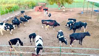 Short Clip Of My Beautiful Farm #dairyfarming #muktgotha #farming #jersey #hfcows #calf #cows #clips