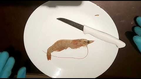 Shrimp Dissection By Ashkan Khademipour