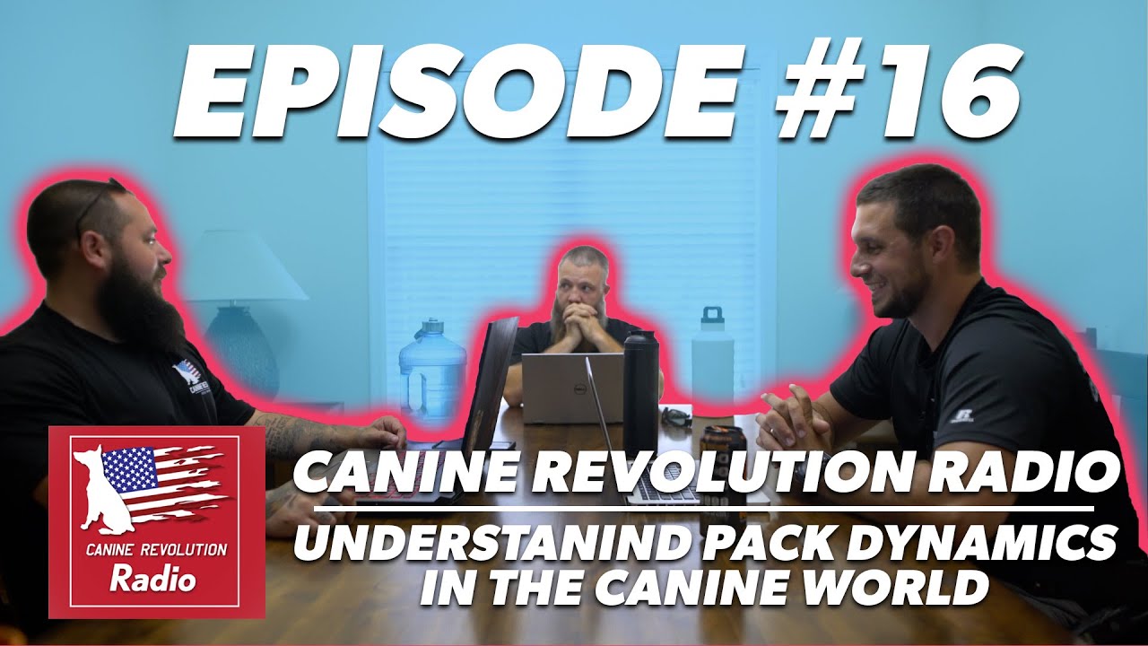 Understanding Pack Dynamics in the Canine World YouTube