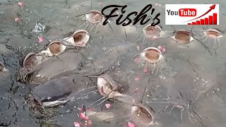 Viral shorts Fishs