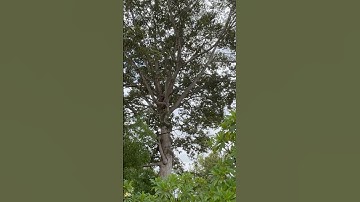 Cây Dầu khổng lồ và ngôi mộ cổ trăm năm ở Đình Thần Long Đại|Xưa Discovery