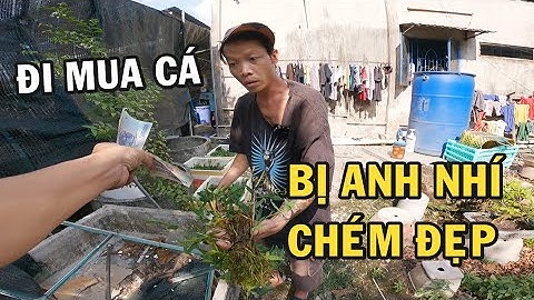Thử Mang 5 Triệu Trả Nợ Đi Mua Cá Bị Ông Chủ Trại Cá Betta Chém Đẹp