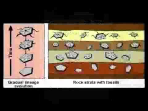 ‫הוכחות לתורת האבולוציה - אטאביזם ומאובנים‬‎ - YouTube