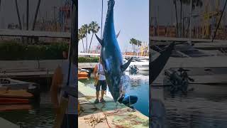 This tuna was our record at the time.... how big do you think it is? #finhunters #finhuntersgear ...