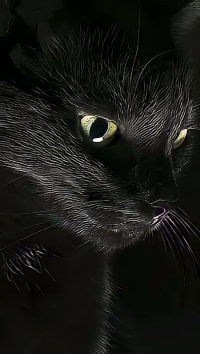 🔥Kucing Hitam Jedag Jedug🔥