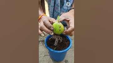 Tips for growing pear tree from pear fruit/How to grow pear from pear/Pear tree growth tips#shorts
