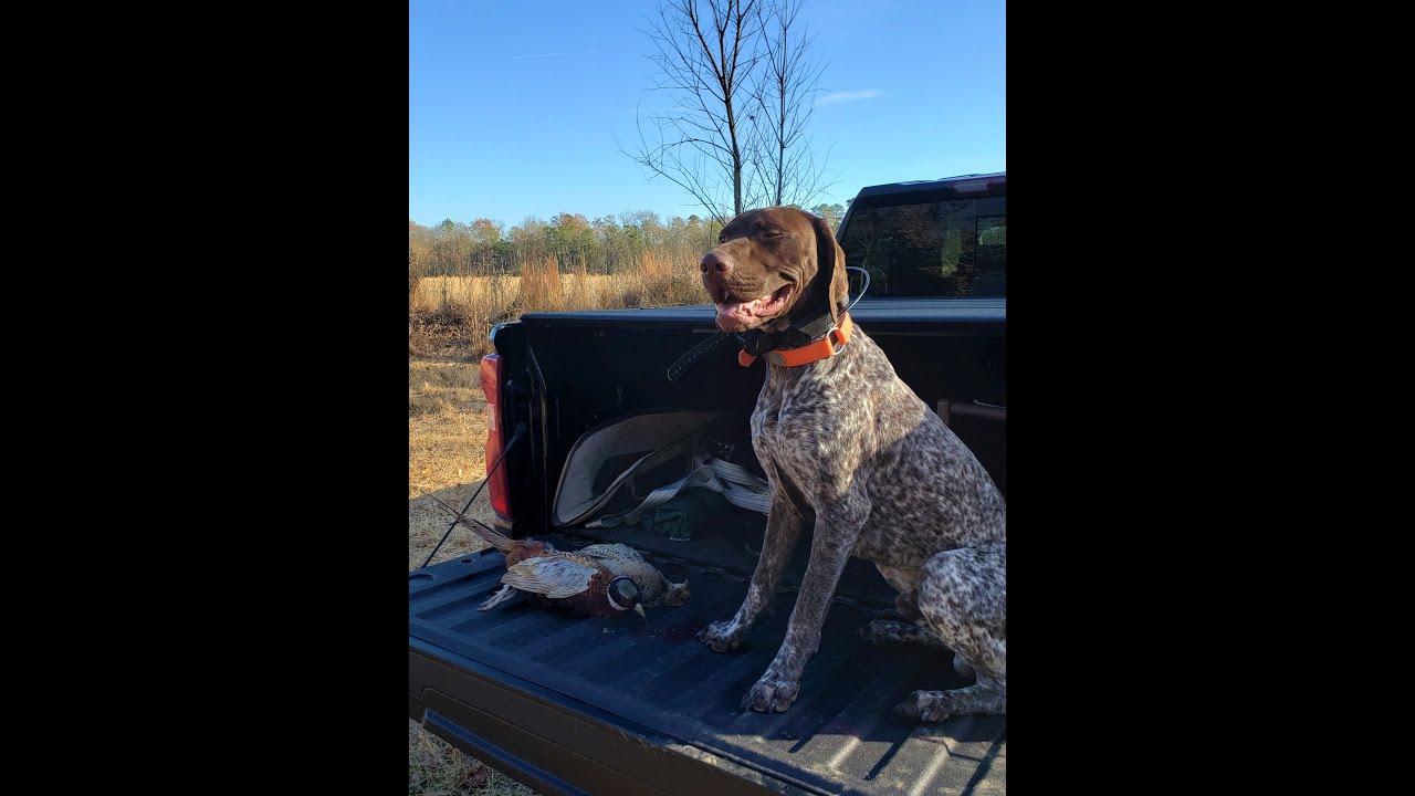 Should You get a German Shorthaired Pointer?