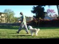 Sirius K9 Academy Intermediate Obedience Test Exercise - Sit In Motion Sirius K9 Academy Intermediate Obedience Test Exercise - Sit In Motion