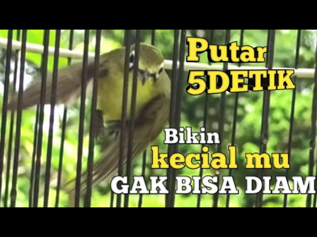 GAK PERLU LAMA | PANCINGAN KECIAL KUNING GACOR JOSS | OBAT AMPUH RANGSANG CIAK KECIAL RAJIN JOSS class=