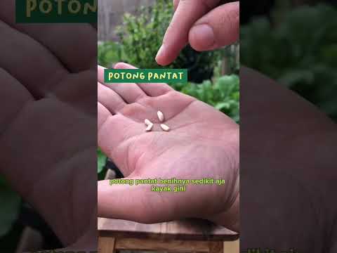 Video: Apakah benih terbaik untuk bercambah?