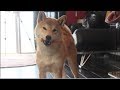Kit Raw Clip キット君のそのまま