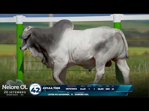 LOTE 42