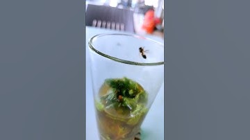 وأوحى ربك إلى النحل أن اتخذي من الجبال بيوتا ومن الشجر ومما يعرشون📖 تلاوةلفضيلة القارئ عبد الباسط📖