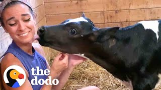 Rescue Calf Has Been Obsessed With Her Mom Since Day 1 | The Dodo Little But Fierce