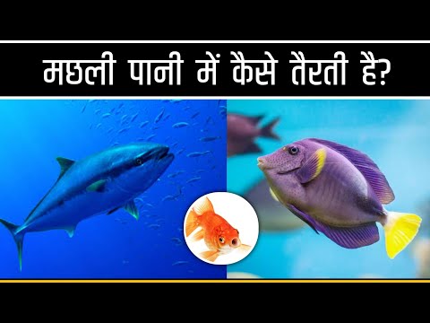 वीडियो: मछली कैसे तैरती है