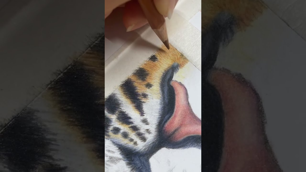 Part 1: Drawing tiger nose using colored pencil🐯🐯