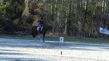 Basic Downward Transitions on the Seat Using Positive Reinforcement, Video 1 Day 3