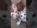 #yutubeshorts #cat #lover ♥❤💗