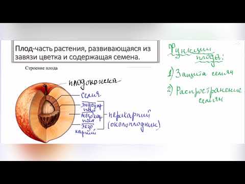 Строение и функции плода