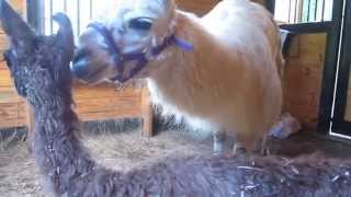 Llama cria 30 minutes old at StoneBridge Farm.