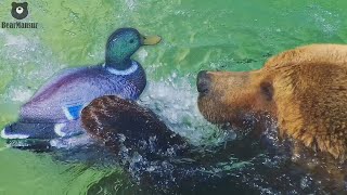 Утки прилетели в бассейн к Мансуру🦆👀🐻