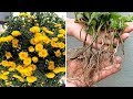 How to propagate and grow Chrysanthemums from cuttings, Como propagar crisântemos