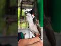 💎Bird Singing🥰 chàomàohót #คนรักนกแดนสะตอ #birds