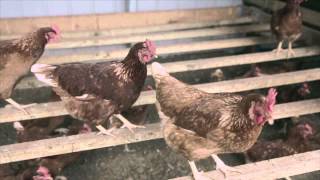 30 Free Range Chicken Farming - Yarra Farm New South Wales