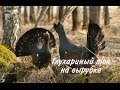 Глухариный ток на вырубке (Tetrao urogallus)