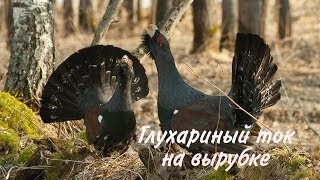 Глухариный ток на вырубке (Tetrao urogallus)