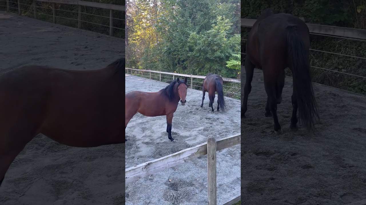 Taking Turns With Their Rolls Today!