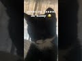 Simba Thelionking Cute Kittens Catmoment Shorts Shortsvideo Catlover Catmom Catsoftiktok