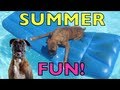 Brock the Boxer Dog: SUMMER FUN!!