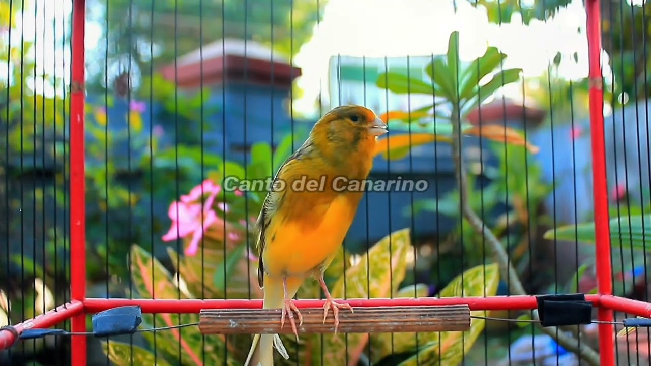 Canto del Canarino Forte e Naturale per Allenamento, Richiamo e Relax 17