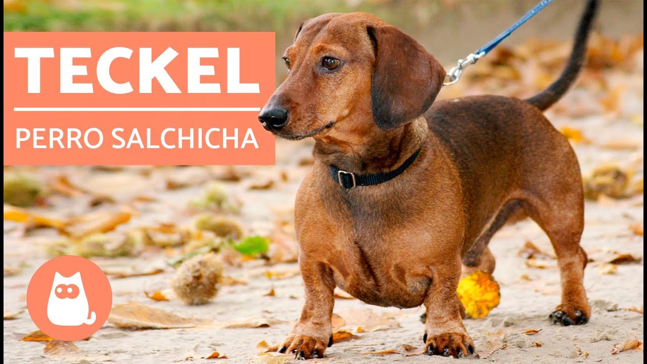 DACHSHUND o TECKEL - ¡El PERRO SALCHICHA! 