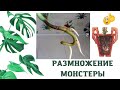 Комнатное растение МОНСТЕРА размножение воздушными корнями в домашних условиях в течении 2 месяцев