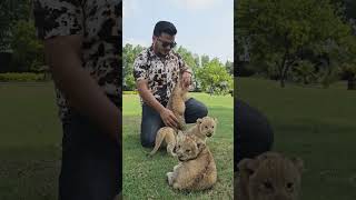 1 month Old Beautiful Lion Cubs | Nouman Hassan |