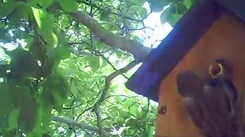 Nest box reveals occupants - Tree Sparrows!