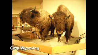 2008  #1 Trip to yellowstone   SD 480p