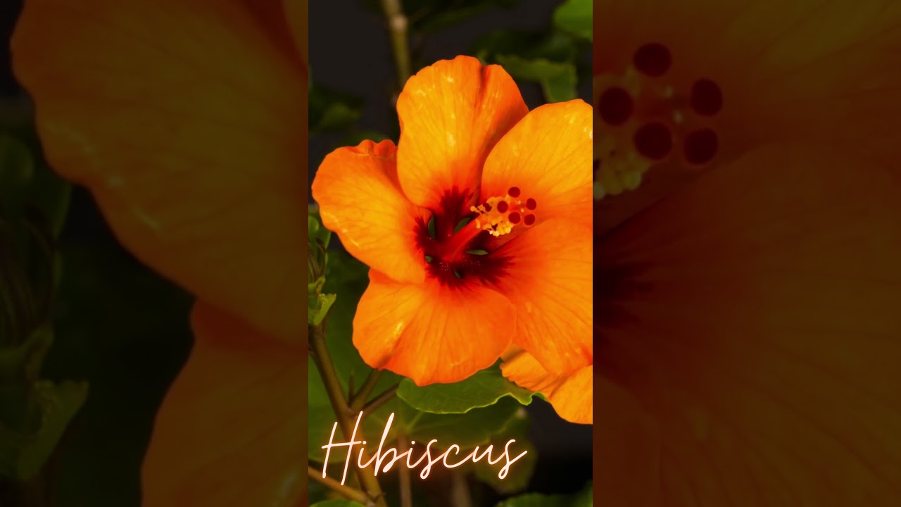 Hibiscus 