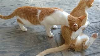 Grown Kitten Still Breastfeeding from Mama Cat