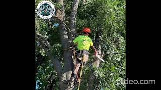 Emergency Tree Removal Albert Park | Albert Park Emergency Tree Removal